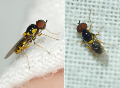 Réf. 261 643 : Oxycera nigricornis